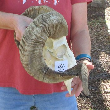 African Merino Ram/Sheep Skull with 31" Horns (Horns Stuck On)