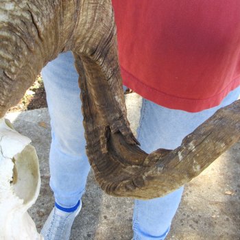 African Merino Ram/Sheep Skull with 31" Horns (Horns Stuck On)