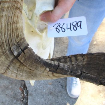 African Merino Ram/Sheep Skull with 31" Horns (Horns Stuck On)