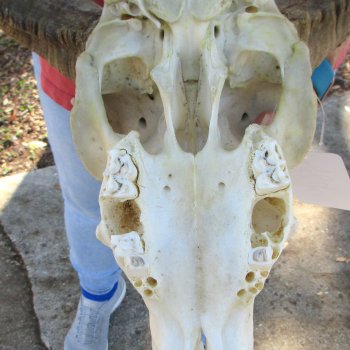 African Merino Ram/Sheep Skull with 31" Horns (Horns Stuck On)