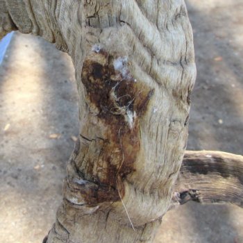 African Merino Ram/Sheep Skull with 31" Horns (Horns Stuck On)