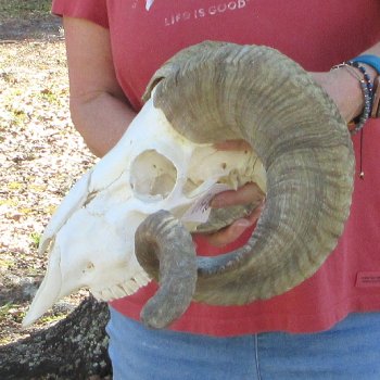 African Merino Ram/Sheep Skull with 28" Horns