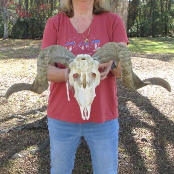 African Merino Ram/Sheep Skull with 28" Horns