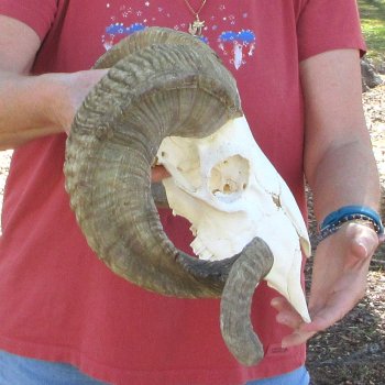 African Merino Ram/Sheep Skull with 28" Horns