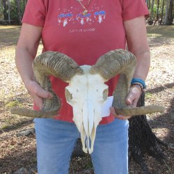 African Merino Ram/Sheep Skull with 28" Horns (Horns Stuck On)