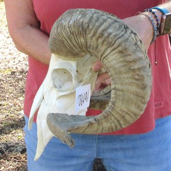 African Merino Ram/Sheep Skull with 28" Horns (Horns Stuck On)