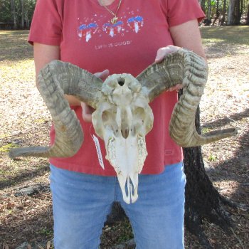 African Merino Ram/Sheep Skull with 28" Horns (Horns Stuck On)