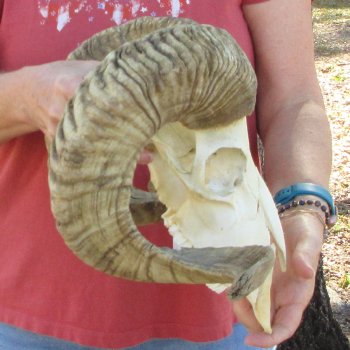 African Merino Ram/Sheep Skull with 28" Horns (Horns Stuck On)