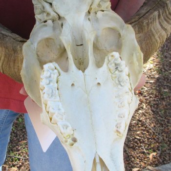 African Merino Ram/Sheep Skull with 28" Horns (Horns Stuck On)