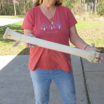 29" Giraffe Metatarsal Leg Bone 