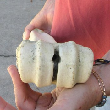 29" Giraffe Metatarsal Leg Bone 