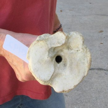 29" Giraffe Metatarsal Leg Bone 