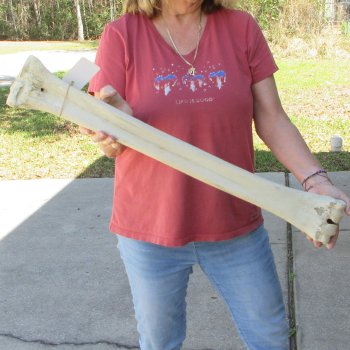31" Giraffe Metacarpal Leg Bone 
