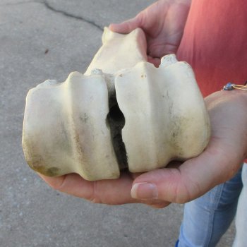 31" Giraffe Metacarpal Leg Bone 