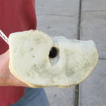 31" Giraffe Metacarpal Leg Bone 