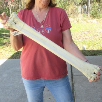 28" Giraffe Metacarpal Leg Bone 