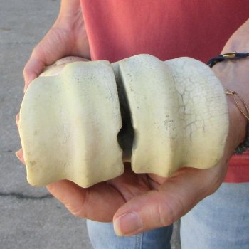 28" Giraffe Metacarpal Leg Bone 