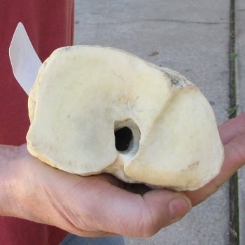 28" Giraffe Metacarpal Leg Bone 