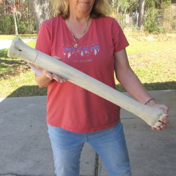 30" Giraffe Metatarsal Leg Bone 