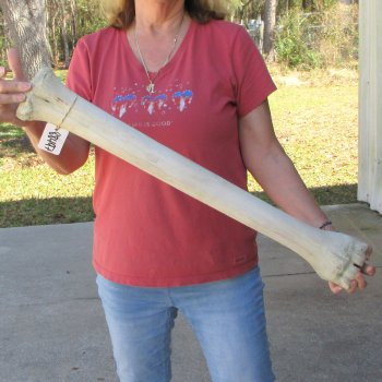 31" Giraffe Metacarpal Leg Bone 