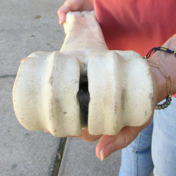 31" Giraffe Metacarpal Leg Bone 