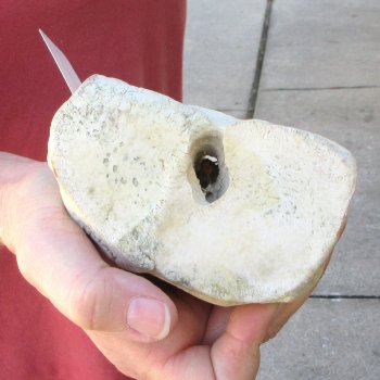 31" Giraffe Metacarpal Leg Bone 