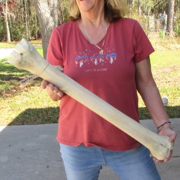 30" Giraffe Metacarpal Leg Bone 
