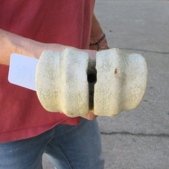 30" Giraffe Metacarpal Leg Bone 