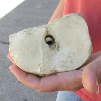 30" Giraffe Metacarpal Leg Bone 