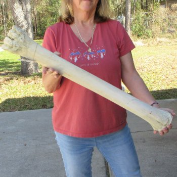 32" Giraffe Metacarpal Leg Bone 