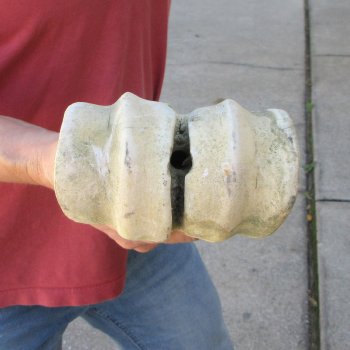 32" Giraffe Metacarpal Leg Bone 