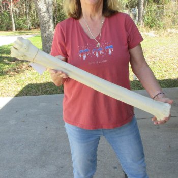 30" Giraffe Metatarsal Leg Bone 