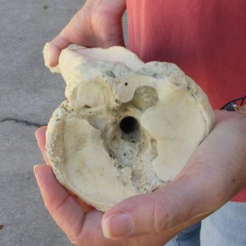 30" Giraffe Metatarsal Leg Bone 