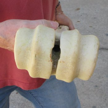 30" Giraffe Metatarsal Leg Bone 