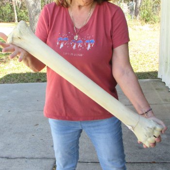 30" Giraffe Metacarpal Leg Bone 
