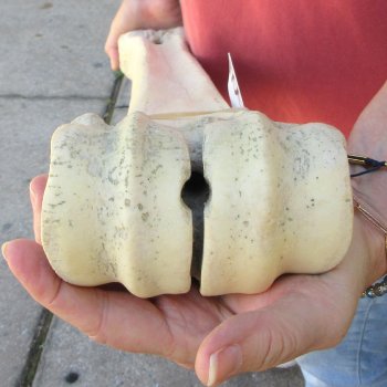 30" Giraffe Metacarpal Leg Bone 