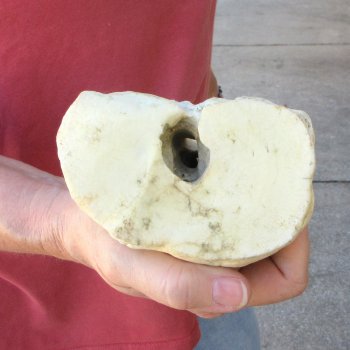 30" Giraffe Metacarpal Leg Bone 