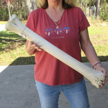 29" Giraffe Metacarpal Leg Bone 