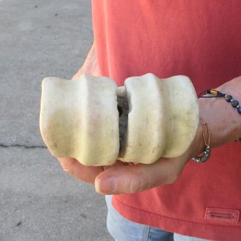 29" Giraffe Metacarpal Leg Bone 