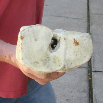 29" Giraffe Metacarpal Leg Bone 