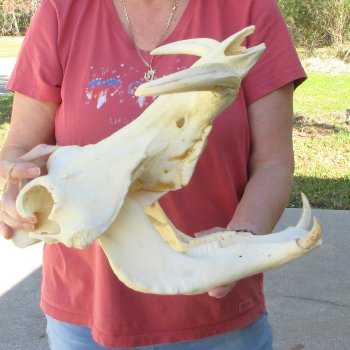 15" African Warthog Skull with 8" & 9" Ivory Tusks 