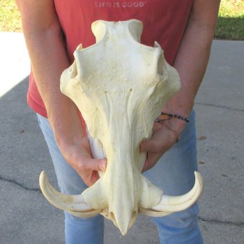15" African Warthog Skull with 8" & 9" Ivory Tusks 