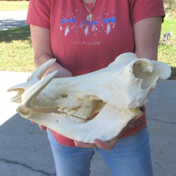 15" African Warthog Skull with 8" & 9" Ivory Tusks 