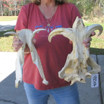 15" African Warthog Skull with 8" & 9" Ivory Tusks 