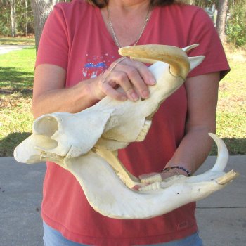 15" African Warthog Skull with 10-1/2" Ivory Tusks 
