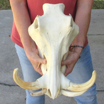 15" African Warthog Skull with 10-1/2" Ivory Tusks 
