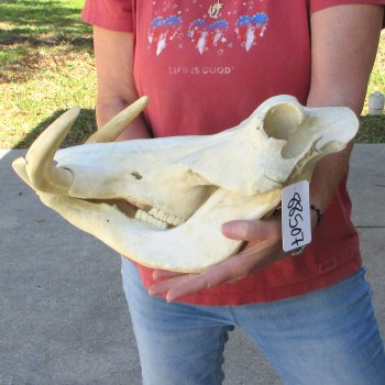 15" African Warthog Skull with 10-1/2" Ivory Tusks 