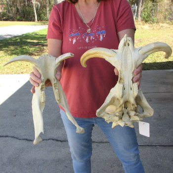 15" African Warthog Skull with 10-1/2" Ivory Tusks 