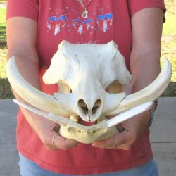 14" African Warthog Skull with 9" Ivory Tusks 