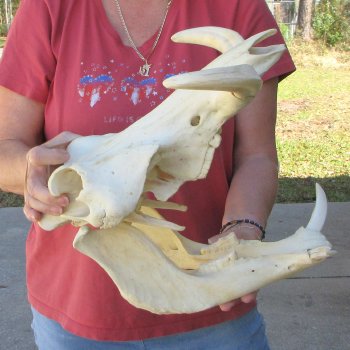 14" African Warthog Skull with 9" Ivory Tusks 